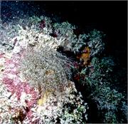 Anemone2-4