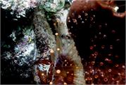 Anemone2-6