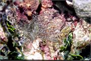 Anemone2-8