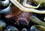Anemone2-9