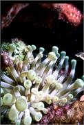 Anemone3-1