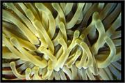 Anemone3-4