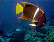 AngelFish1-3