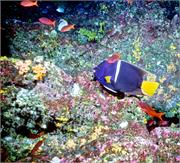 AngelFish1-4