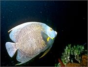 AngelFish1-5