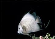 AngelFish1-6