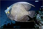 AngelFish1-8