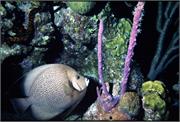AngelFish1-9