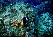 AngelFish2-1