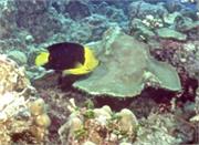 AngelFish2-10