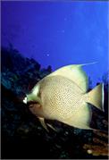 AngelFish2-11