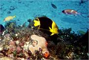 AngelFish2-12
