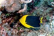 AngelFish2-13