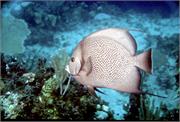 AngelFish2-14