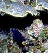 AngelFish2-15