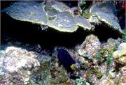 AngelFish2-16