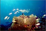 AngelFish2-17