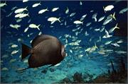 AngelFish2-18