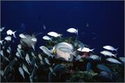 AngelFish2-19