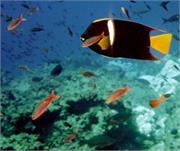 AngelFish2-2
