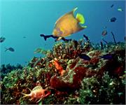 AngelFish2-21