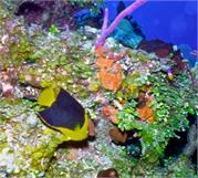 AngelFish2-22