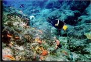 AngelFish2-3