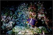 AngelFish2-4