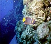 AngelFish2-5