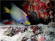 AngelFish2-7