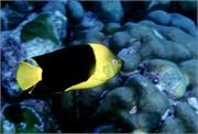 AngelFish2-8