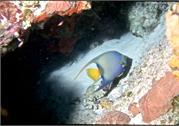 AngelFish2-9