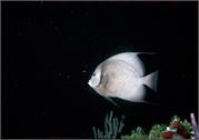 AngelFish3-10