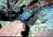 AngelFish3-11