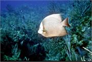 AngelFish3-12
