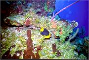 AngelFish3-13