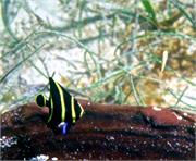 AngelFish3-14