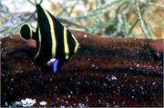 AngelFish3-15