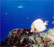 AngelFish3-16