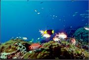 AngelFish3-17