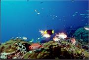 AngelFish3-18