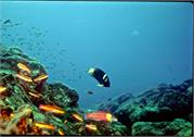 AngelFish3-2