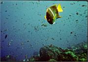 AngelFish3-3