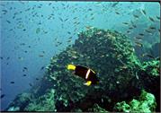 AngelFish3-4