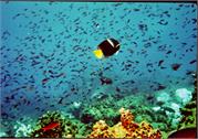 AngelFish3-5