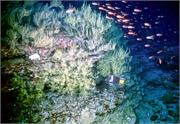 AngelFish3-6