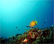 AngelFish3-7