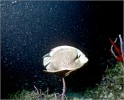 AngelFish3-8