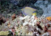 AngelFish3-9