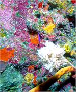 Colorful2-13